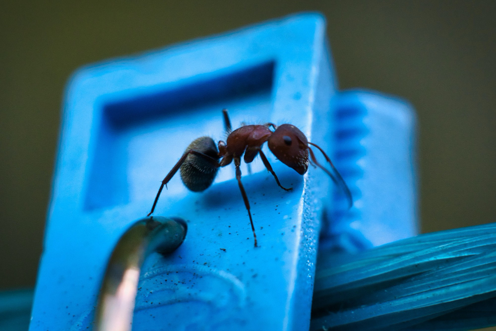 Compelling Headline to Grab Attention your Pest Control Flyer